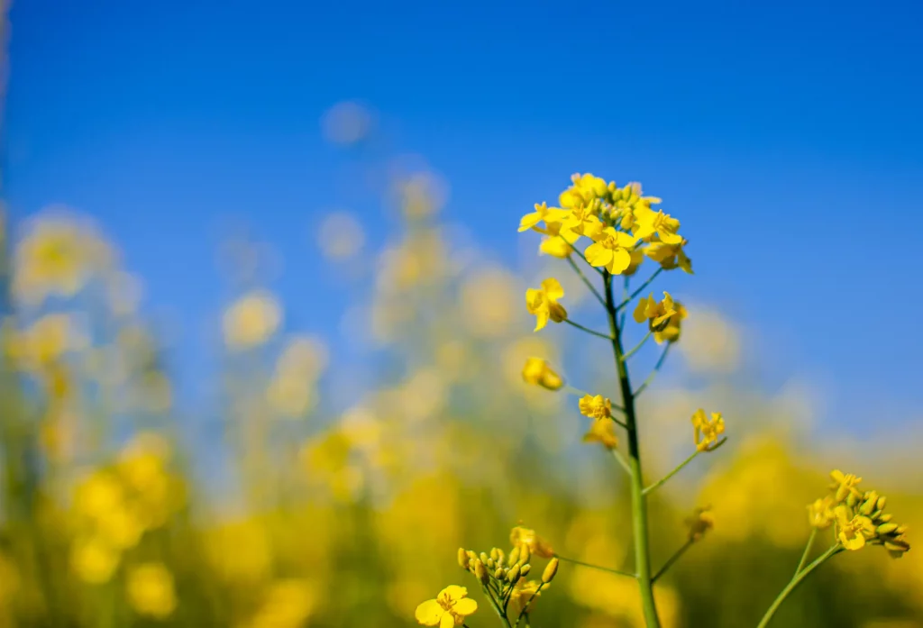 Gros plan sur des fleurs de colza jaunes en plein épanouissement sous un ciel bleu, représentant la beauté des cultures agricoles.