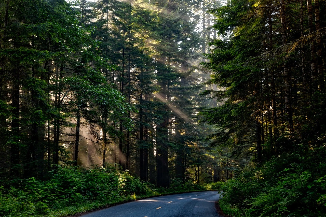 oute sinueuse traversant une forêt dense avec des rayons de soleil filtrant à travers les arbres, symbolisant un avenir durable et l'engagement écologique d'Innovia.