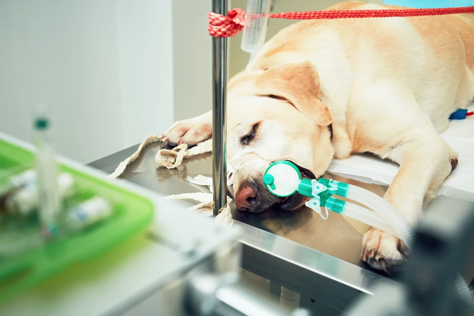 Vieux chien sous anesthésie sur une table d'opération, représentant les soins vétérinaires avancés pour animaux de compagnie.